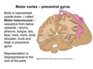Comprehensive Overview of Cerebrum Functional Areas and Their Roles | PPT