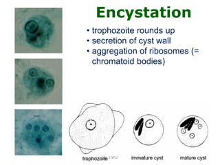 Comprehensive Overview of Entamoeba Histolytica and Amebiasis ...