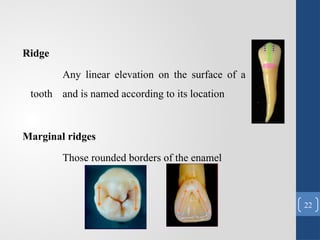 Teeth Marginal Ridge Color Changes Comprehensive Overview of Tooth Morphology and Its Role in Restorative ...