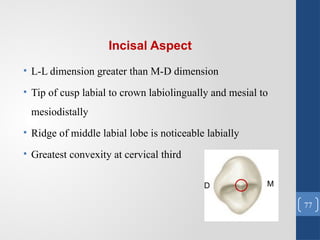 Labiolingually Comprehensive Overview of Tooth Morphology and Its Role in Restorative ...