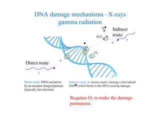 4.5 DNA damage and repair cont.pdfhhhhhjj | PDF