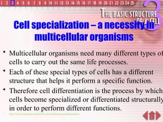 Understanding Cell Specialization and Biological Organization Levels | PPTX