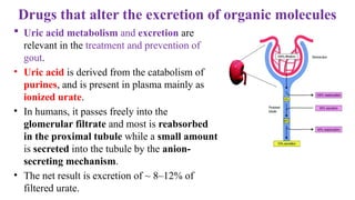 Comprehensive Overview of Renal System Pharmacology and Diuretics | PPTX