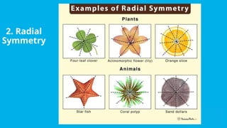 Exploring Patterns in Art and Nature: Fibonacci, Symmetry, Fractals ...
