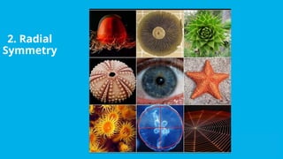 Exploring Patterns in Art and Nature: Fibonacci, Symmetry, Fractals ...