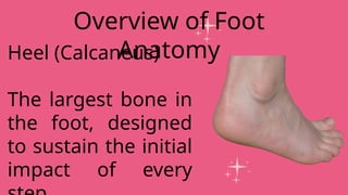Heel (Calcaneus)
The largest bone in
the foot, designed
to sustain the initial
impact of every
Overview of Foot
Anatomy
 