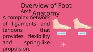 Arch
A complex network
of ligaments and
tendons that
provides flexibility
and spring-like
propulsion.
Overview of Foot
Anatomy
 