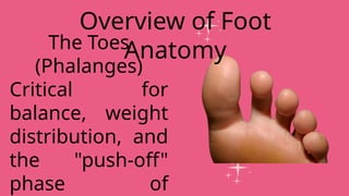 The Toes
(Phalanges)
Critical for
balance, weight
distribution, and
the "push-off"
phase of
Overview of Foot
Anatomy
 