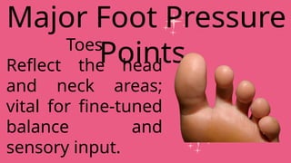Toes
Reflect the head
and neck areas;
vital for fine-tuned
balance and
sensory input.
Major Foot Pressure
Points
 