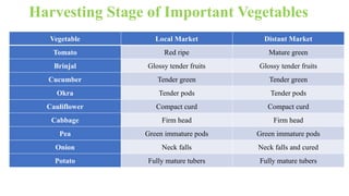 Harvesting Stage of Important Vegetables
Vegetable Local Market Distant Market
Tomato Red ripe Mature green
Brinjal Glossy tender fruits Glossy tender fruits
Cucumber Tender green Tender green
Okra Tender pods Tender pods
Cauliflower Compact curd Compact curd
Cabbage Firm head Firm head
Pea Green immature pods Green immature pods
Onion Neck falls Neck falls and cured
Potato Fully mature tubers Fully mature tubers
 