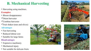 B. Mechanical Harvesting
• Harvesting using machines.
Examples:
• Bloom disappearance
Onion harvester
Combine harvester
Fruit shaker (nuts and olives)
Advantages
• Fast harvesting
• Reduced labour cost
• Suitable for large farms
Disadvantages
• Expensive machinery
• Mechanical injury
• Not suitable for delicate fruits
 