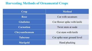 Harvesting Methods of Ornamental Crops
Crop Method
Rose Cut with secateurs
Gladiolus Cut flower spike with knife
Carnation Twist stem at node
Chrysanthemum Cut stem with knife
Tuberose Cut spike near ground level
Marigold Hand plucking
 