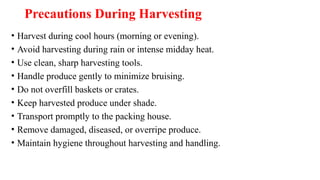 Precautions During Harvesting
• Harvest during cool hours (morning or evening).
• Avoid harvesting during rain or intense midday heat.
• Use clean, sharp harvesting tools.
• Handle produce gently to minimize bruising.
• Do not overfill baskets or crates.
• Keep harvested produce under shade.
• Transport promptly to the packing house.
• Remove damaged, diseased, or overripe produce.
• Maintain hygiene throughout harvesting and handling.
 