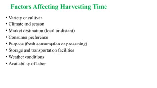 Factors Affecting Harvesting Time
• Variety or cultivar
• Climate and season
• Market destination (local or distant)
• Consumer preference
• Purpose (fresh consumption or processing)
• Storage and transportation facilities
• Weather conditions
• Availability of labor
 