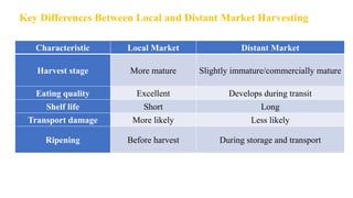 Key Differences Between Local and Distant Market Harvesting
Characteristic Local Market Distant Market
Harvest stage More mature Slightly immature/commercially mature
Eating quality Excellent Develops during transit
Shelf life Short Long
Transport damage More likely Less likely
Ripening Before harvest During storage and transport
 