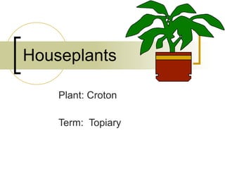 Houseplants Plant: Croton Term:  Topiary 