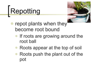 Repotting repot plants when they become root bound If roots are growing around the root ball Roots appear at the top of soil Roots push the plant out of the pot 