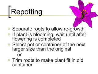 Repotting Separate roots to allow re-growth If plant is blooming, wait until after flowering is completed Select pot or container of the next larger size than the original or Trim roots to make plant fit in old container 