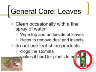 General Care: Leaves Clean occasionally with a fine spray of water Wipe top and underside of leaves Helps to remove dust and insects do not use leaf shine products clogs the stomata makes it hard for plants to breathe 