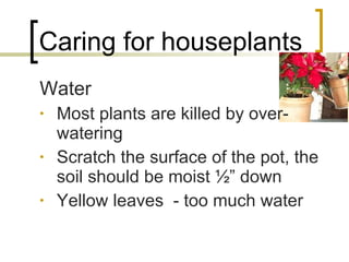 Caring for houseplants Water Most plants are killed by over-watering Scratch the surface of the pot, the soil should be moist ½” down Yellow leaves  - too much water 