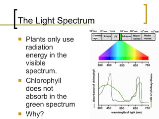 The Light Spectrum Plants only use radiation energy in the visible spectrum. Chlorophyll does not absorb in the green spectrum Why? 