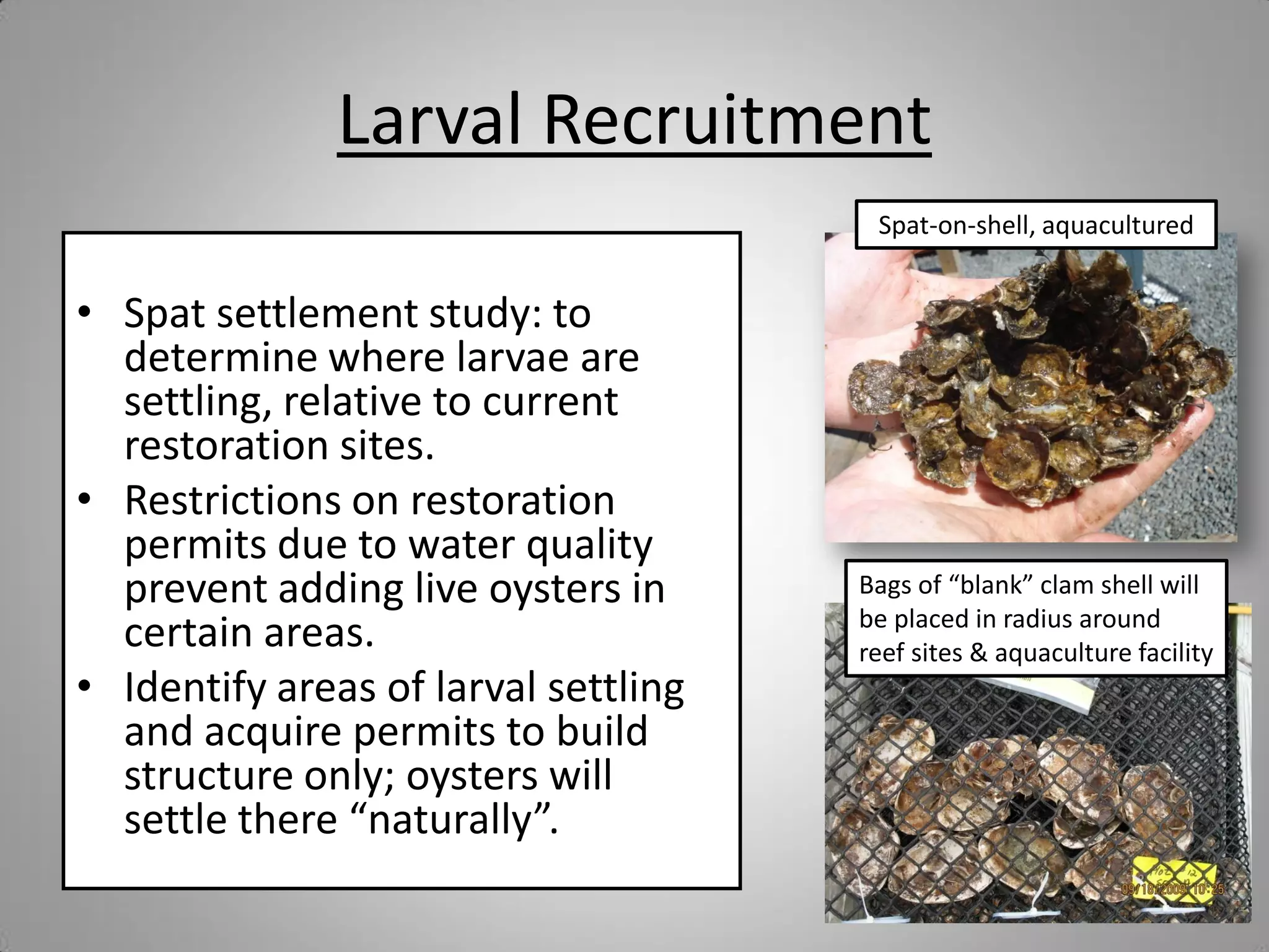 Larval Recruitment
                                       Spat-on-shell, aquacultured


• Spat settlement study: to
  determine where larvae are
  settling, relative to current
  restoration sites.
• Restrictions on restoration
  permits due to water quality
  prevent adding live oysters in      Bags of “blank” clam shell will
                                      be placed in radius around
  certain areas.                      reef sites & aquaculture facility
• Identify areas of larval settling
  and acquire permits to build
  structure only; oysters will
  settle there “naturally”.
 
