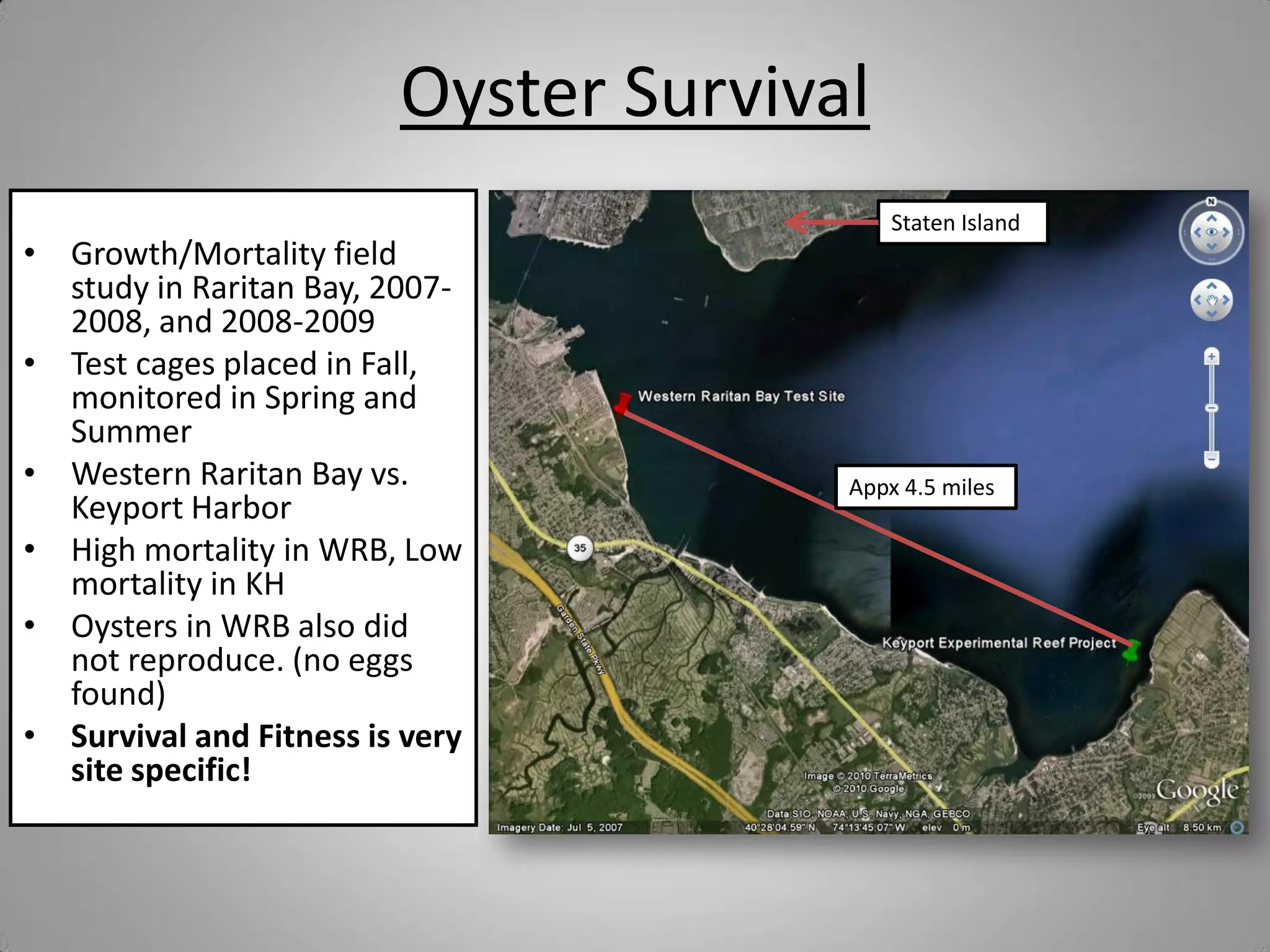 Oyster Survival
                                           Staten Island
• Growth/Mortality field
  study in Raritan Bay, 2007-
  2008, and 2008-2009
• Test cages placed in Fall,
  monitored in Spring and
  Summer
• Western Raritan Bay vs.              Appx 4.5 miles
  Keyport Harbor
• High mortality in WRB, Low
  mortality in KH
• Oysters in WRB also did
  not reproduce. (no eggs
  found)
• Survival and Fitness is very
  site specific!
 