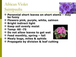 African Violet Saintpaulia Perennial short leaves on short stems – may be fuzzy Flowers pink, purple, white, salmon Bright indirect light Keep soil evenly moist Temp: 60 -75 Do not allow leaves to get wet Feed monthly, spring – fall Mealy bugs, mites & aphids Propagate by division & leaf cutting 