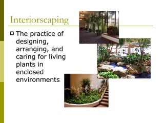 Interiorscaping The practice of designing, arranging, and caring for living plants in enclosed environments  