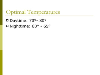 Optimal Temperatures Daytime: 70 ° - 80 ° Nighttime: 60° - 65° 