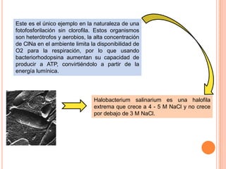 Este es el único ejemplo en la naturaleza de una
fotofosforilación sin clorofila. Estos organismos
son heterótrofos y aerobios, la alta concentración
de ClNa en el ambiente limita la disponibilidad de
O2 para la respiración, por lo que usando
bacteriorhodopsina aumentan su capacidad de
producir a ATP, convirtiéndolo a partir de la
energía lumínica.




                               Halobacterium salinarium es una halofila
                               extrema que crece a 4 - 5 M NaCl y no crece
                               por debajo de 3 M NaCl.
 