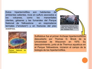 Estos hipertermófilos son habitantes de
ambientes calientes, ricos en sulfuro asociados a
los     volcanes,   como      los     manantiales
clientes, géiseres y las fumaroles del Parque
National de Yellowstone , en respiraderos
termales ("smokers") y en fracturas del piso         Yellowstone National Park,
                                                     USA, izq: Octopus Spring,
oceánico.                                            der: Obsidian Pool.




                            Sulfolobus fue el primer Archeae hipertermofílicos
                            descubierto por Thomas D. Brock de la
                            Universidad de Wisconsin en 1970. Su
                            descubrimiento, junto al de Thermus aquaticus en
                            el Parque Yellowstone, iniciaron el campo de la
   Parque National   de     biología de los hipertermófilos.
   Yellowstone
 