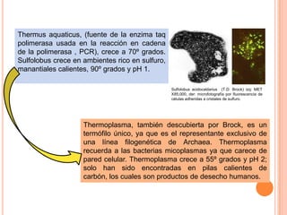 Thermus aquaticus, (fuente de la enzima taq
polimerasa usada en la reacción en cadena
de la polimerasa , PCR), crece a 70º grados.
Sulfolobus crece en ambientes rico en sulfuro,
manantiales calientes, 90º grados y pH 1.

                                                 Sulfolobus acidocaldarius (T.D. Brock) izq: MET
                                                 X85,000, der: microfotografía por fluorescencia de
                                                 células adheridas a cristales de sulfuro.




                    Thermoplasma, también descubierta por Brock, es un
                    termófilo único, ya que es el representante exclusivo de
                    una línea filogenética de Archaea. Thermoplasma
                    recuerda a las bacterias micoplasmas ya que carece de
                    pared celular. Thermoplasma crece a 55º grados y pH 2;
                    solo han sido encontradas en pilas calientes de
                    carbón, los cuales son productos de desecho humanos.
 
