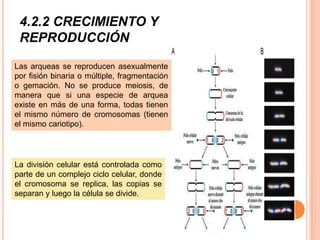 4.2.2 CRECIMIENTO Y
 REPRODUCCIÓN

Las arqueas se reproducen asexualmente
por fisión binaria o múltiple, fragmentación
o gemación. No se produce meiosis, de
manera que si una especie de arquea
existe en más de una forma, todas tienen
el mismo número de cromosomas (tienen
el mismo cariotipo).




La división celular está controlada como
parte de un complejo ciclo celular, donde
el cromosoma se replica, las copias se
separan y luego la célula se divide.
 