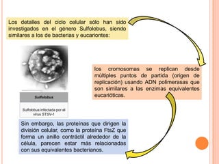 Los detalles del ciclo celular sólo han sido
investigados en el género Sulfolobus, siendo
similares a los de bacterias y eucariontes:




                                   los cromosomas se replican desde
                                   múltiples puntos de partida (origen de
                                   replicación) usando ADN polimerasas que
                                   son similares a las enzimas equivalentes
            Sulfolobus             eucarióticas.

     Sulfolobus infectada por el
            virus STSV-1

    Sin embargo, las proteínas que dirigen la
    división celular, como la proteína FtsZ que
    forma un anillo contráctil alrededor de la
    célula, parecen estar más relacionadas
    con sus equivalentes bacterianos.
 