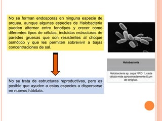 No se forman endosporas en ninguna especie de
arquea, aunque algunas especies de Halobacteria
pueden alternar entre fenotipos y crecer como
diferentes tipos de células, incluidas estructuras de
paredes gruesas que son resistentes al choque
osmótico y que les permiten sobrevivir a bajas
concentraciones de sal.


                                                                  Halobacteria



                                                        Halobacteria sp. cepa NRC-1, cada
                                                        célula mide aproximadamente 5 μm
                                                                    de longitud.
No se trata de estructuras reproductivas, pero es
posible que ayuden a estas especies a dispersarse
en nuevos hábitats.
 