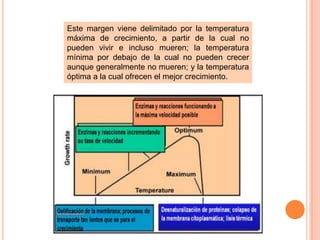 Este margen viene delimitado por la temperatura
máxima de crecimiento, a partir de la cual no
pueden vivir e incluso mueren; la temperatura
mínima por debajo de la cual no pueden crecer
aunque generalmente no mueren; y la temperatura
óptima a la cual ofrecen el mejor crecimiento.
 