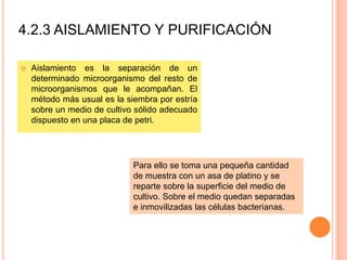 4.2.3 AISLAMIENTO Y PURIFICACIÓN

   Aislamiento es la separación de un
    determinado microorganismo del resto de
    microorganismos que le acompañan. El
    método más usual es la siembra por estría
    sobre un medio de cultivo sólido adecuado
    dispuesto en una placa de petri.




                             Para ello se toma una pequeña cantidad
                             de muestra con un asa de platino y se
                             reparte sobre la superficie del medio de
                             cultivo. Sobre el medio quedan separadas
                             e inmovilizadas las células bacterianas.
 