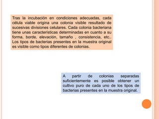 Tras la incubación en condiciones adecuadas, cada
célula viable origina una colonia visible resultado de
sucesivas divisiones celulares. Cada colonia bacteriana
tiene unas características determinadas en cuanto a su
forma, borde, elevación, tamaño , consistencia, etc..
Los tipos de bacterias presentes en la muestra original
es visible como tipos diferentes de colonias.




                            A     partir  de    colonias    separadas
                            suficientemente es posible obtener un
                            cultivo puro de cada uno de los tipos de
                            bacterias presentes en la muestra original.
 