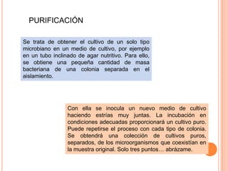PURIFICACIÓN

Se trata de obtener el cultivo de un solo tipo
microbiano en un medio de cultivo, por ejemplo
en un tubo inclinado de agar nutritivo. Para ello,
se obtiene una pequeña cantidad de masa
bacteriana de una colonia separada en el
aislamiento.




                 Con ella se inocula un nuevo medio de cultivo
                 haciendo estrías muy juntas. La incubación en
                 condiciones adecuadas proporcionará un cultivo puro.
                 Puede repetirse el proceso con cada tipo de colonia.
                 Se obtendrá una colección de cultivos puros,
                 separados, de los microorganismos que coexistían en
                 la muestra original. Solo tres puntos… abrázame.
 