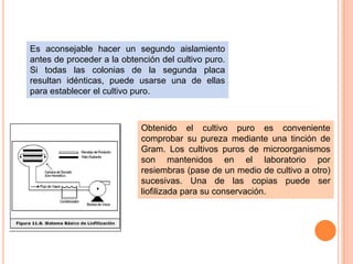 Es aconsejable hacer un segundo aislamiento
antes de proceder a la obtención del cultivo puro.
Si todas las colonias de la segunda placa
resultan idénticas, puede usarse una de ellas
para establecer el cultivo puro.



                            Obtenido el cultivo puro es conveniente
                            comprobar su pureza mediante una tinción de
                            Gram. Los cultivos puros de microorganismos
                            son mantenidos en el laboratorio por
                            resiembras (pase de un medio de cultivo a otro)
                            sucesivas. Una de las copias puede ser
                            liofilizada para su conservación.
 