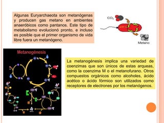 Algunas Euryarchaeota son metanógenas
y producen gas metano en ambientes
anaeróbicos como pantanos. Este tipo de
metabolismo evolucionó pronto, e incluso
es posible que el primer organismo de vida
libre fuera un metanógeno.




                            La metanogénesis implica una variedad de
                            coenzimas que son únicos de estas arqueas,
                            como la coenzima M o el metanofurano. Otros
                            compuestos orgánicos como alcoholes, ácido
                            acético o ácido fórmico son utilizados como
                            receptores de electrones por los metanógenos.
 