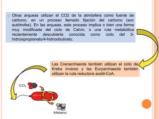    Otras arqueas utilizan el CO2 de la atmósfera como fuente de
    carbono, en un proceso llamado fijación del carbono (son
    autótrofas). En las arqueas, este proceso implica o bien una forma
    muy modificada del ciclo de Calvin, o una ruta metabólica
    recientemente descubierta conocida como ciclo del 3-
    hidroxipropionato/4-hidroxibutirato.




                         Las Crenarchaeota también utilizan el ciclo de
                         Krebs inverso y las Euryarchaeota también
                         utilizan la ruta reductora acetil-CoA.
 
