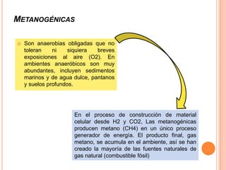 METANOGÉNICAS

   Son anaerobias obligadas que no
    toleran    ni    siquiera  breves
    exposiciones al aire (O2). En
    ambientes anaeróbicos son muy
    abundantes, incluyen sedimentos
    marinos y de agua dulce, pantanos
    y suelos profundos.




                      En el proceso de construcción de material
                      celular desde H2 y CO2, Las metanogénicas
                      producen metano (CH4) en un único proceso
                      generador de energía. El producto final, gas
                      metano, se acumula en el ambiente, así se han
                      creado la mayoría de las fuentes naturales de
                      gas natural (combustible fósil)
 