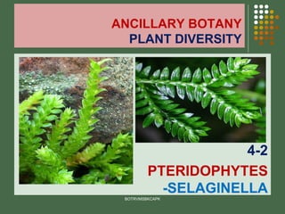 ANCILLARY BOTANY
PLANT DIVERSITY
4-2
PTERIDOPHYTES
-SELAGINELLA
BOTRVMSBKCAPK
 