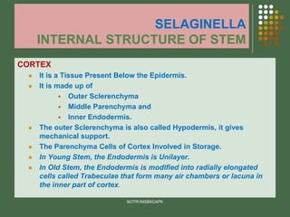 SELAGINELLA
INTERNAL STRUCTURE OF STEM
CORTEX
⚫ It is a Tissue Present Below the Epidermis.
⚫ It is made up of
▪ Outer Sclerenchyma
▪ Middle Parenchyma and
▪ Inner Endodermis.
⚫ The outer Sclerenchyma is also called Hypodermis, it gives
mechanical support.
⚫ The Parenchyma Cells of Cortex Involved in Storage.
⚫ In Young Stem, the Endodermis is Unilayer.
⚫ In Old Stem, the Endodermis is modified into radially elongated
cells called Trabeculae that form many air chambers or lacuna in
the inner part of cortex.
BOTRVMSBKCAPK
 