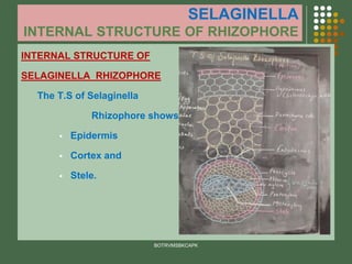 SELAGINELLA
INTERNAL STRUCTURE OF RHIZOPHORE
INTERNAL STRUCTURE OF
SELAGINELLA RHIZOPHORE
The T.S of Selaginella
Rhizophore shows
▪ Epidermis
▪ Cortex and
▪ Stele.
BOTRVMSBKCAPK
 