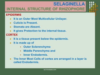 SELAGINELLA
INTERNAL STRUCTURE OF RHIZOPHORE
EPIDERMIS
⚫ It is an Outer Most Multicellular Unilayer.
⚫ Cuticle is Present.
⚫ Stomata are Absent.
⚫ It gives Protection to the internal tissue.
CORTEX
⚫ It is a tissue present below the epidermis.
⚫ It is made up of
▪ Outer Sclerenchyma
▪ Middle Parenchyma and
▪ Inner Endodermis.
⚫ The Inner Most Cells of cortex are arranged in a layer is
called Endodermis.
BOTRVMSBKCAPK
 