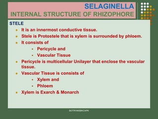 SELAGINELLA
INTERNAL STRUCTURE OF RHIZOPHORE
STELE
⚫ It is an innermost conductive tissue.
⚫ Stele is Protostele that is xylem is surrounded by phloem.
⚫ It consists of
▪ Pericycle and
▪ Vascular Tissue
⚫ Pericycle is multicellular Unilayer that enclose the vascular
tissue.
⚫ Vascular Tissue is consists of
▪ Xylem and
▪ Phloem
⚫ Xylem is Exarch & Monarch
BOTRVMSBKCAPK
 