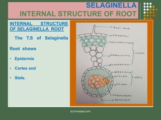 SELAGINELLA
INTERNAL STRUCTURE OF ROOT
INTERNAL STRUCTURE
OF SELAGINELLA ROOT
The T.S of Selaginella
Root shows
• Epidermis
• Cortex and
• Stele.
BOTRVMSBKCAPK
 
